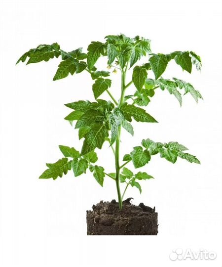 Рассада помидор и перцев