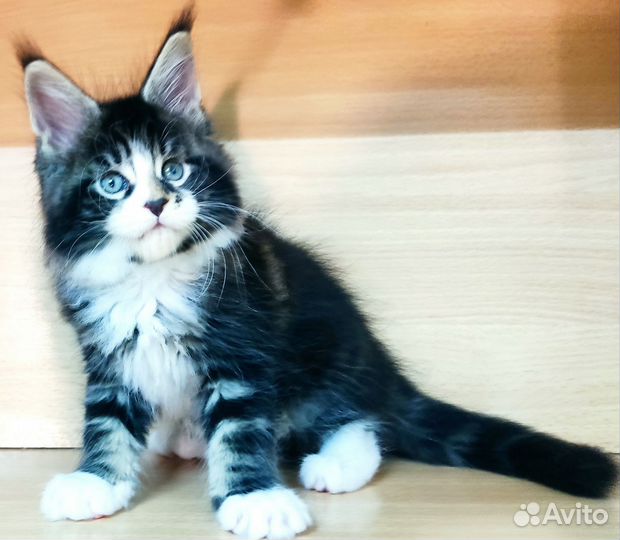 Котята мейн-кун