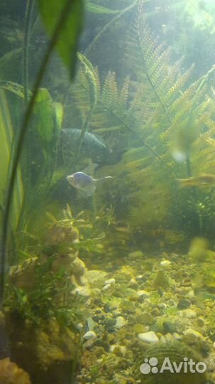 Аквариум с рыбами
