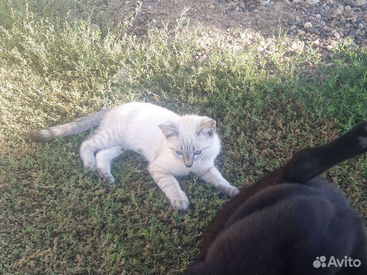Кошки