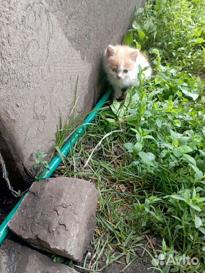 Отдам в добрые руки моих милашек