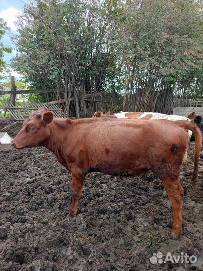 Продам тëлок