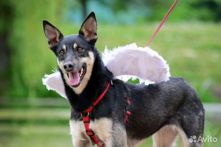 Мечтает о семье