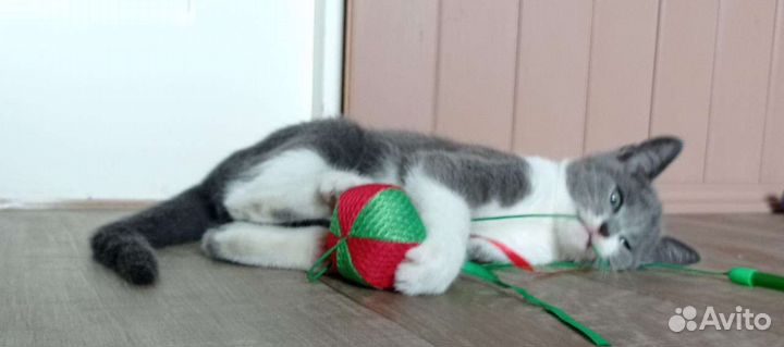 Котята в добрые руки бесплатно