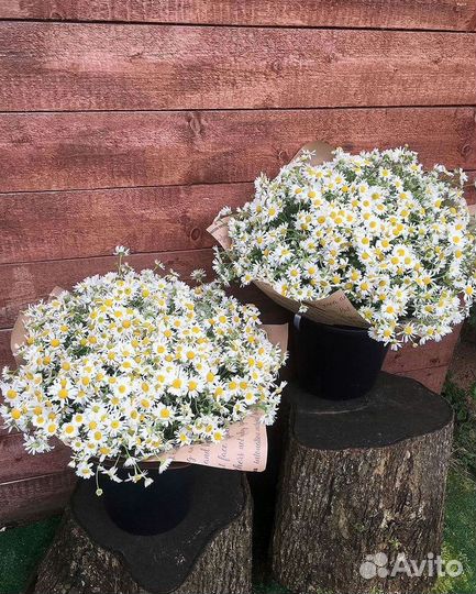 Букеты. Доставка ромашек