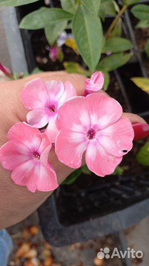 Флоксы сортовые