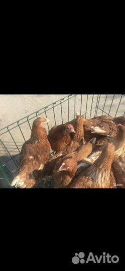 Куры молодки несушки