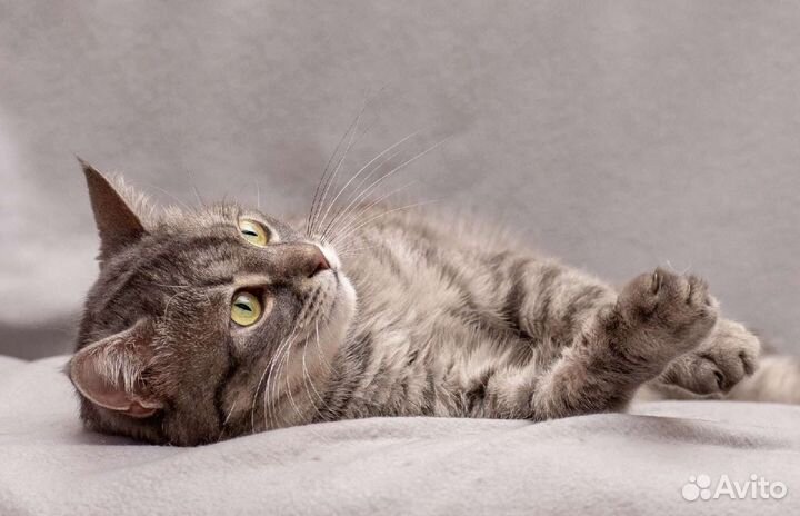 Зайка ищет дом