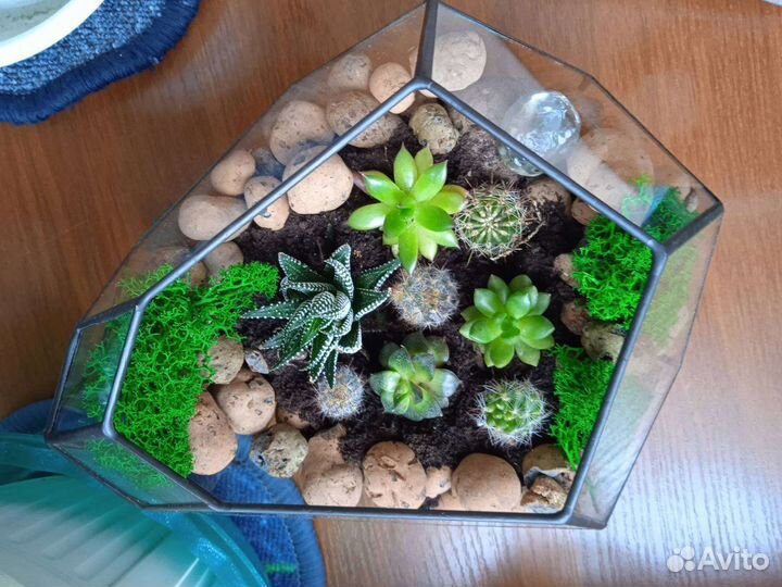 Флорариум бутон