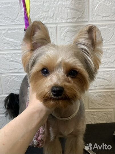 Грумер (стрижка собак)