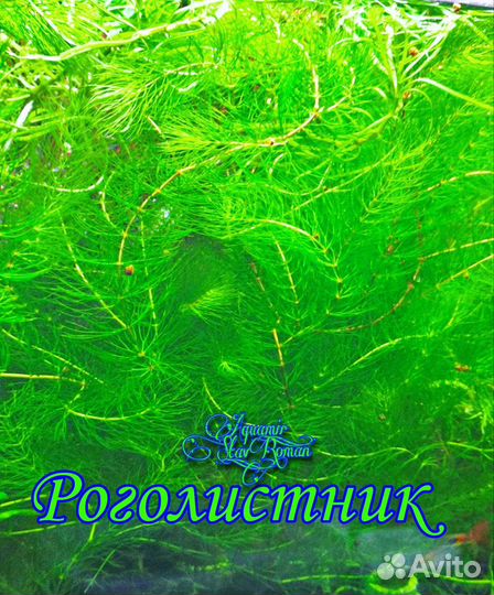 Растения аквариумные