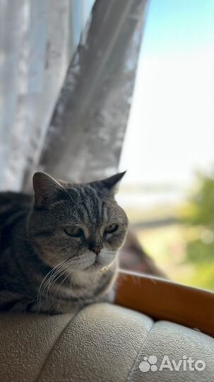 Шотланская кошка