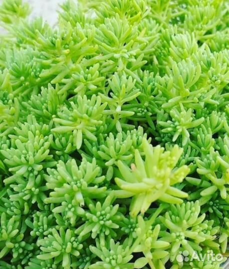 Очиток (седум) лидийский