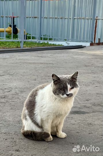 Кошка в дар