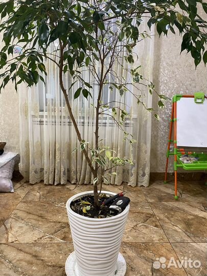 Цветок хороший