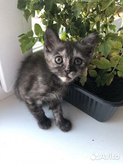 Котенок девочка