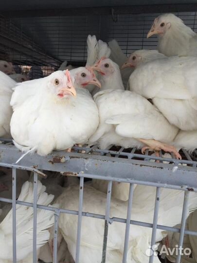 Куры молодки