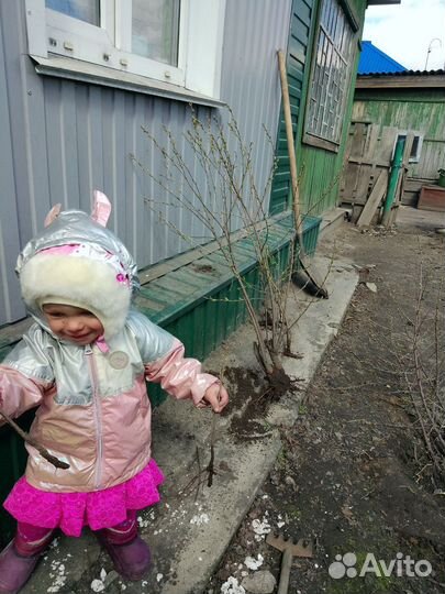 Саженцы черешня вишня