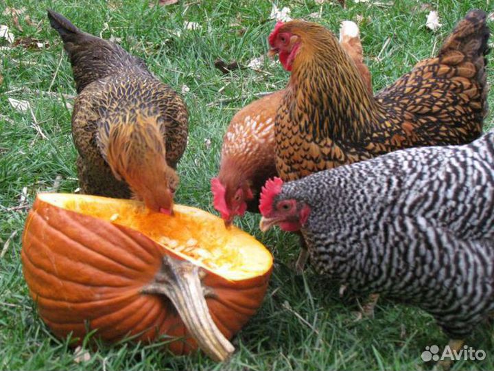 Инкубационное яйцо породных кур