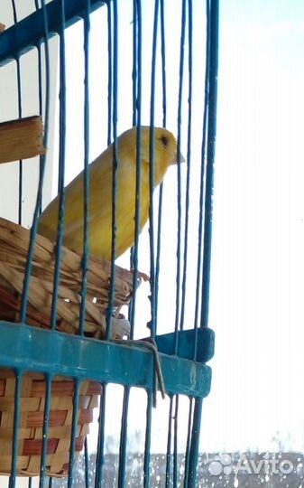 Кенар и кенарки