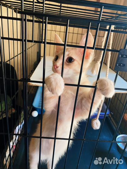 Рыжий котёнок с редкой уникальной мордочкой 3 мес