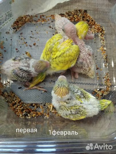 Волнистые попугаи