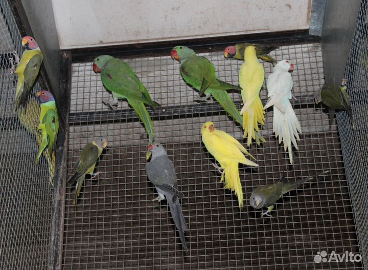 Ожереловые попугаи оптом И В розницу