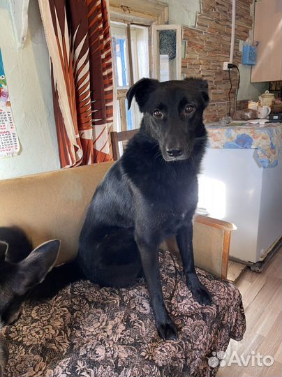 Собака в добрые руки