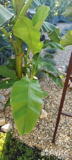 Банан декаративный