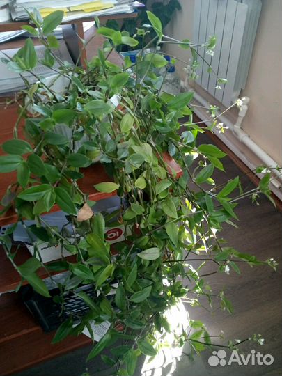 Традесканция