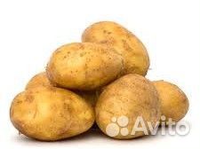 Картофель крупный и мелкий домашний