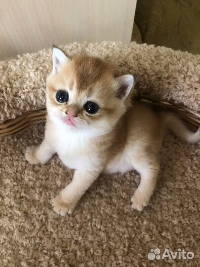 Шотландские котята