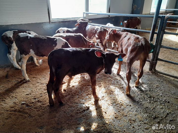 Бычки и телята