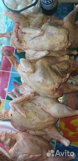 Мясо индейки,бройлера, индоутки, цесарки