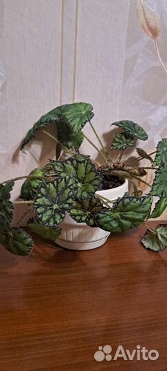 Комнатные цветы