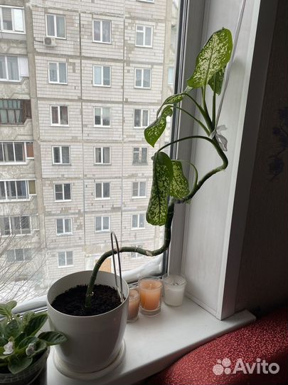 Фиалка, спатифиллум, диффенбахия, фикус, герань