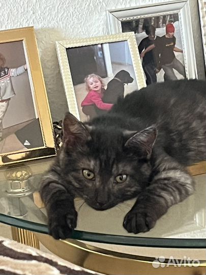 Котенок бесплатно в хорошие руки