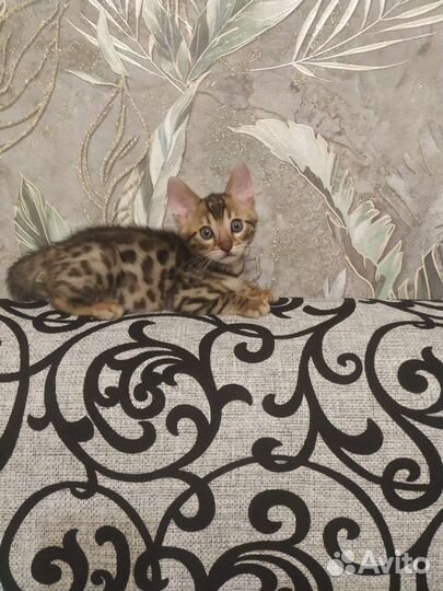 Бенгальские котята