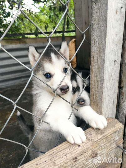 Щенки хаски
