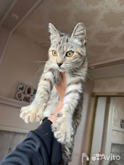 Кошка в дар