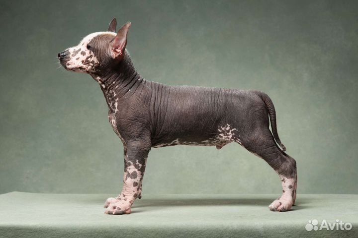 Щенок Ксолоитцкуинтли стандарт (Ксоло)