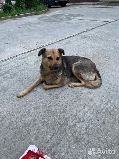 Собака в добрые руки