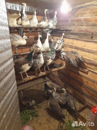 Продам павлинов