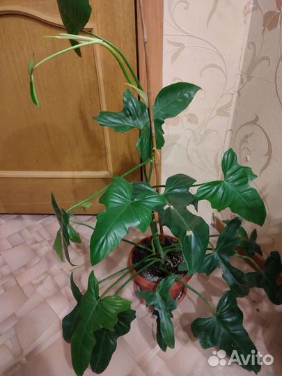 Филодендроны