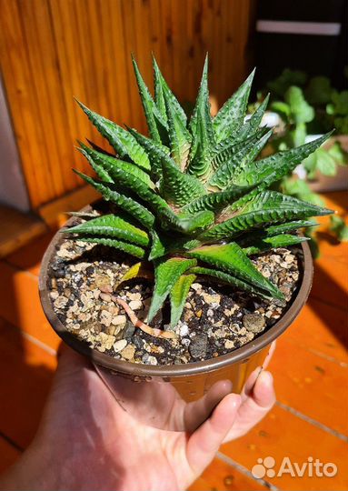 Хавортия суккулент