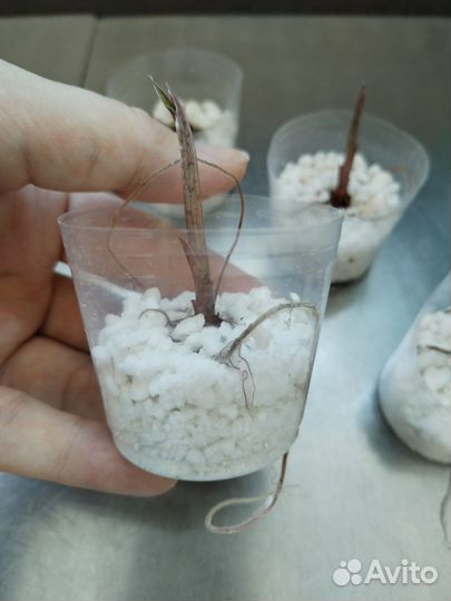 Алоказия Полли детки