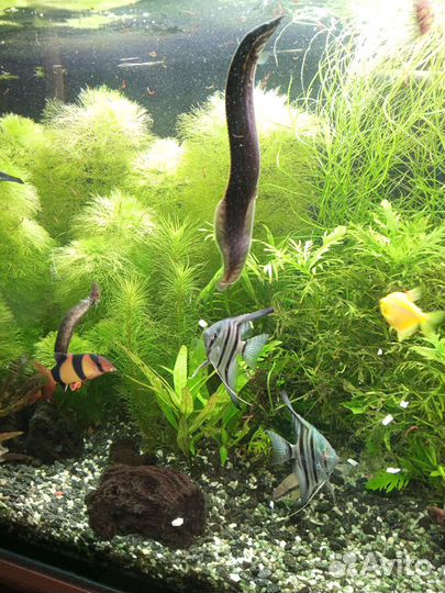 Аквариумные рыбки