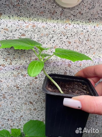 Огурец домашний