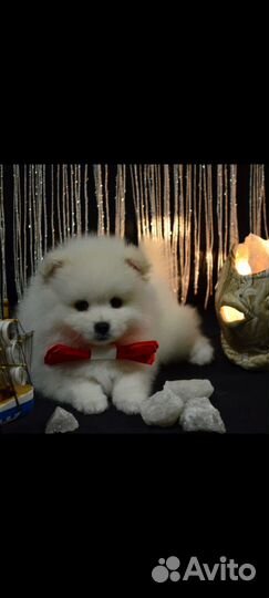 Щенки шпица