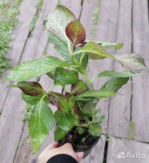 Гортензия крупнолистная - Мисс Саори